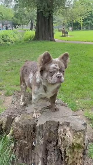 Isabella And Tan French Bulldog in Torfaen