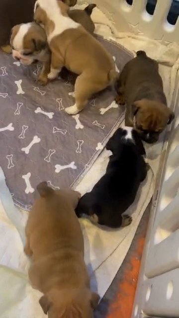 stunning English Bulldog pups in Fylde