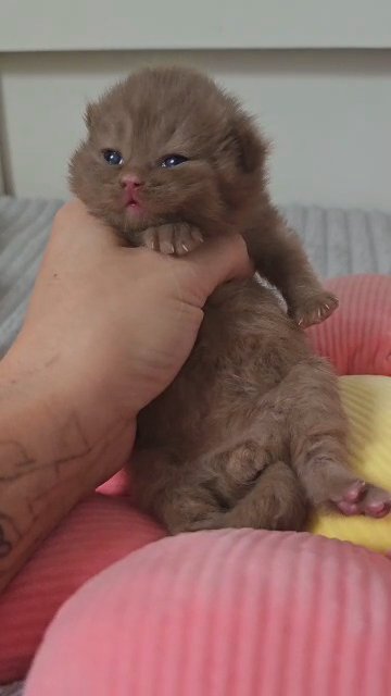 British Shorthair Cinnamon/fawn in London