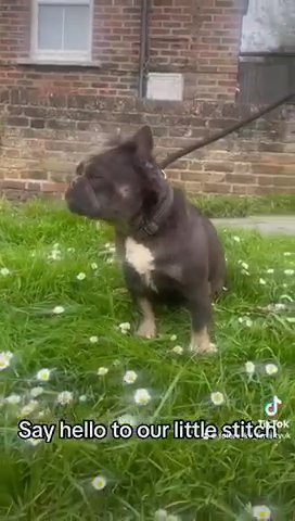 Koda And Stitch Puppies in Sussex