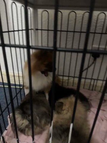 Puppy Pomerian Xxs in Warwick