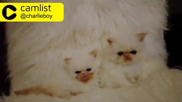 Himalayan colourpoint Persian kittens in South Lanarkshire
