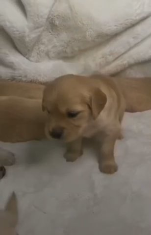 Puppies For Sale ?? in London