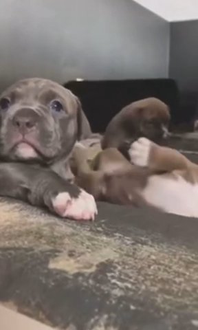 Puppies For Sale in London