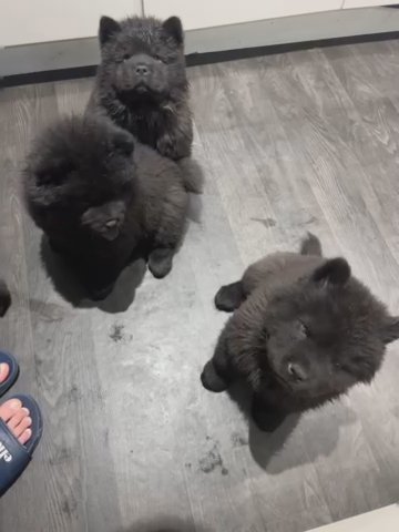 Adorable Chow Chow Boys Available in Hereford