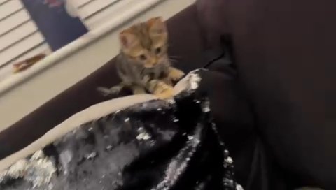 Bengal CrossKittens in Sussex