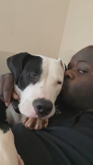 Puppy For Sale Female in London