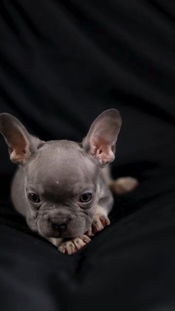 Micro Frenchbulldog in Birmingham