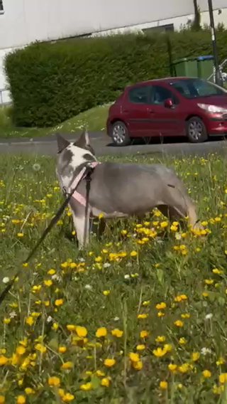 Micro Lilac And Tan Husky Female in Southampton