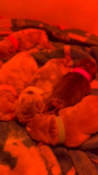 English Bulldog Puppies - Lilac Tri, Blue Tri, Blue Tan Merle, Lilac Tan Merle in Braintree