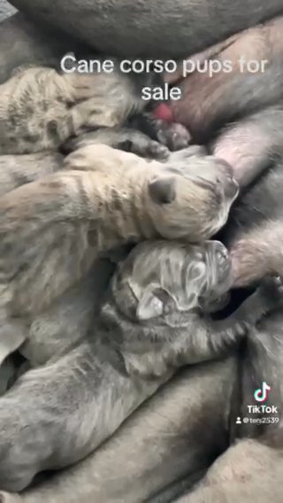 6 Cane Corso Puppies For Sale in London