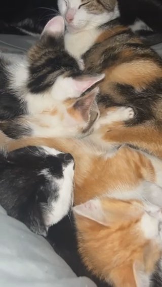 Lovely Kittens For Sale in London