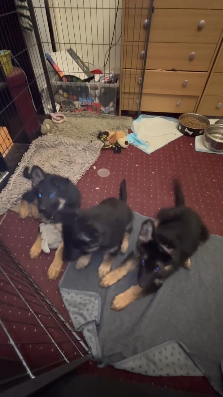 German Shepherd Girls Puppies in Bassetlaw