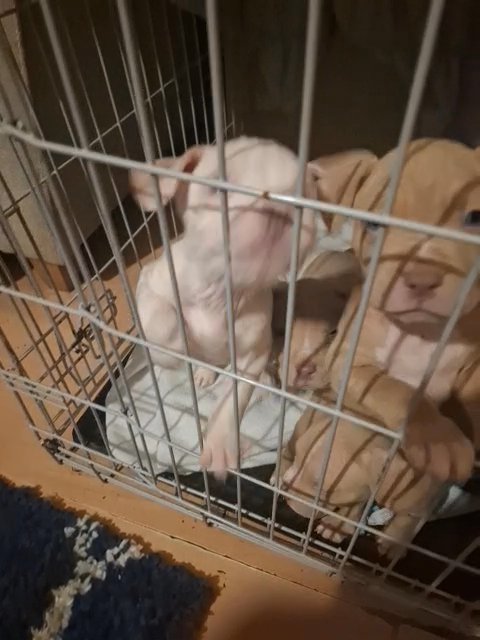 American bulldog cross standard bully in London