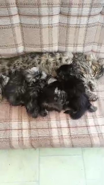Maine coon kittens in Plymouth