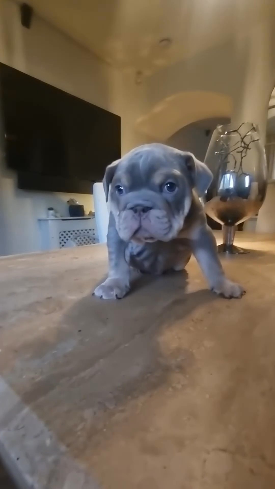 male English Bulldog in Leeds
