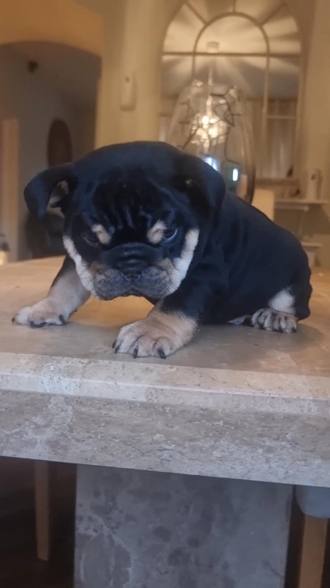 male English bulldog in Leeds