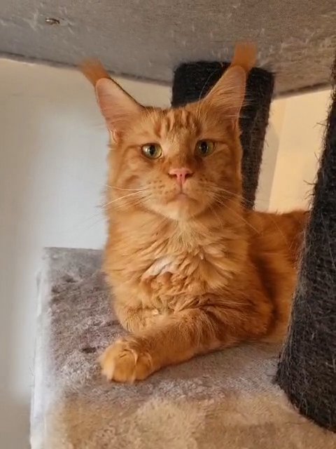 Maine Coon female active in London