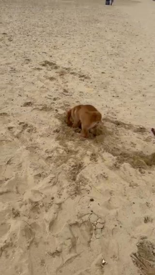 Golden Retriever Boy in Norfolk