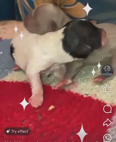 Toy Shihpoo Puppies in Blackpool