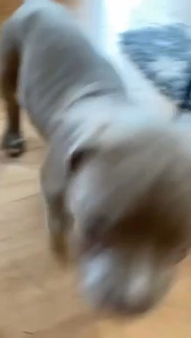 Female Staff & Cane Corso x Mastiff in London
