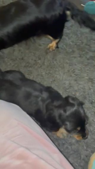 Mini Dachshund in London