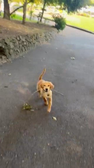Golden Retreiver Puppy in Norfolk