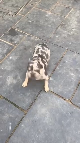 French Bull Dog in London