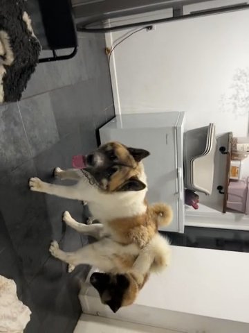 Beautiful Male Akita For Sale For Good Home Only in Blaenau Gwent