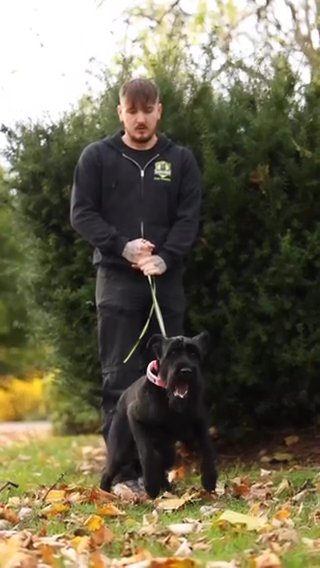 Giant Schnauzer in Birmingham