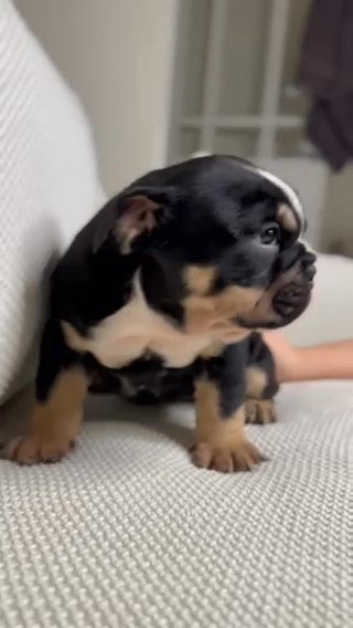 English Bulldog Puppies in Tamworth