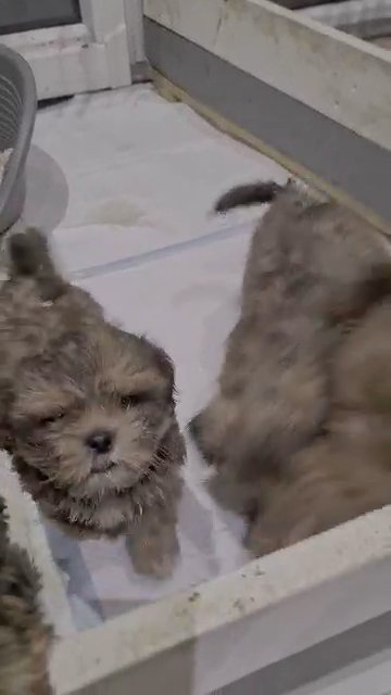 shih tzu puppies in Birmingham