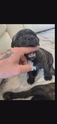 10 week old brindle staffy pup in Stirling