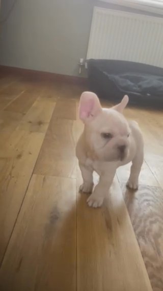 Big Rope KC Cream Frenchie in Hastings