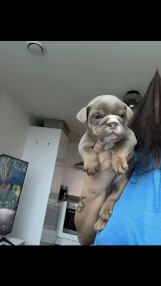English Bulldog Female - Margot in Manchester