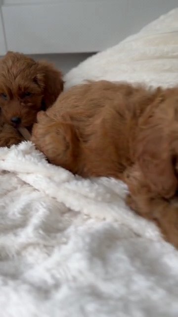 teady  bear F1B toy cockapoo pups in Wrexham