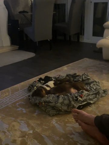 Chi-weenie Puppy’s in London