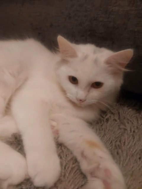 Fluffy girl for sale in Wycombe