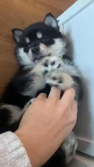 Pomsky Puppies in Brighton