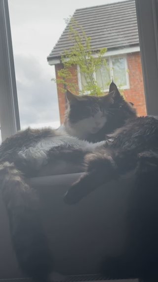 2 Beautiful Mainecoons Both 1 Year Old in Newark and Sherwood