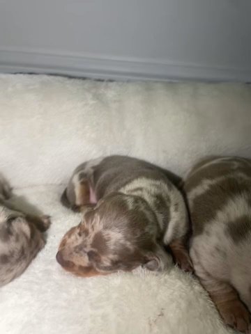 Stunning Cream and Isabella smooth haired dachsunds in Sunderland