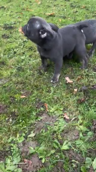 LILAC & TAN FRENCH BULLDOG CARRYING FLUFFY, TESTABLE & PINK in London