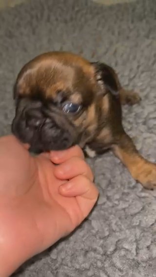 Fawn Black Masked French Bulldog in Glasgow