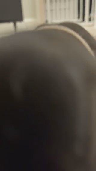 Black & Tan KC Registered Boy in Glasgow