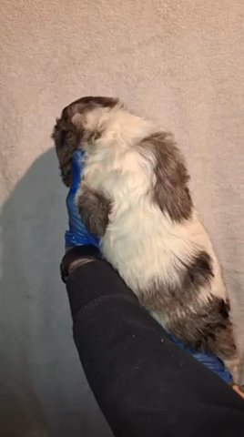 Merle Cocker Spaneil X Cairn Terrier Pup