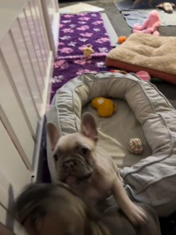 SOLD Last Girl Remaining KC French bulldog