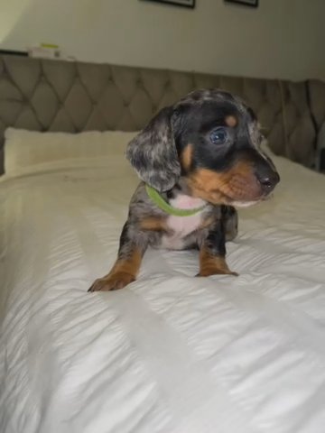Miniature Dachshunds