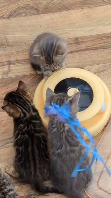 TICA rare blue and brown bengals
