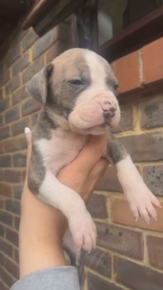Cane Corso X in London