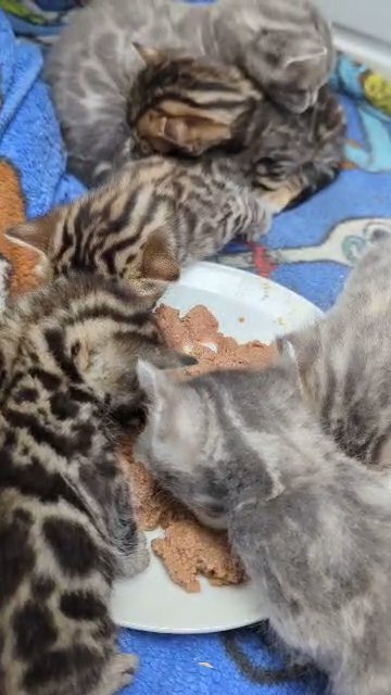 Tica registered bengals